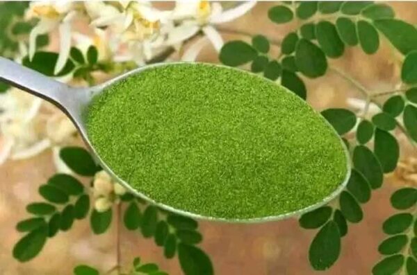 Poudre de moringa